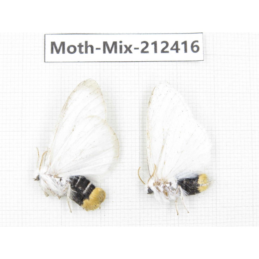 Moths sp. China, Tibet, Linzhi, Bomi county. 2Pcs. Moth-Mix-212416.