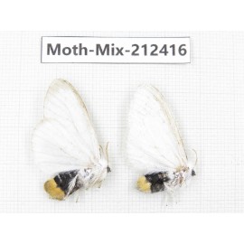 Moths sp. China, Tibet, Linzhi, Bomi county. 2Pcs. Moth-Mix-212416.