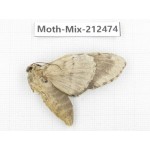 Moths sp. China, Tibet, Linzhi, Bomi county. 1Pcs. Moth-Mix-212474.