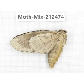 Moths sp. China, Tibet, Linzhi, Bomi county. 1Pcs. Moth-Mix-212474.