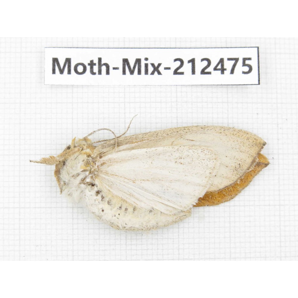 Moths sp. China, Tibet, Linzhi, Bomi county. 1Pcs. Moth-Mix-212475.