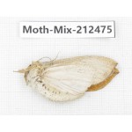 Moths sp. China, Tibet, Linzhi, Bomi county. 1Pcs. Moth-Mix-212475.