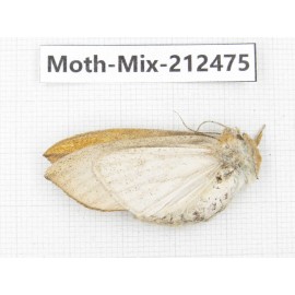 Moths sp. China, Tibet, Linzhi, Bomi county. 1Pcs. Moth-Mix-212475.