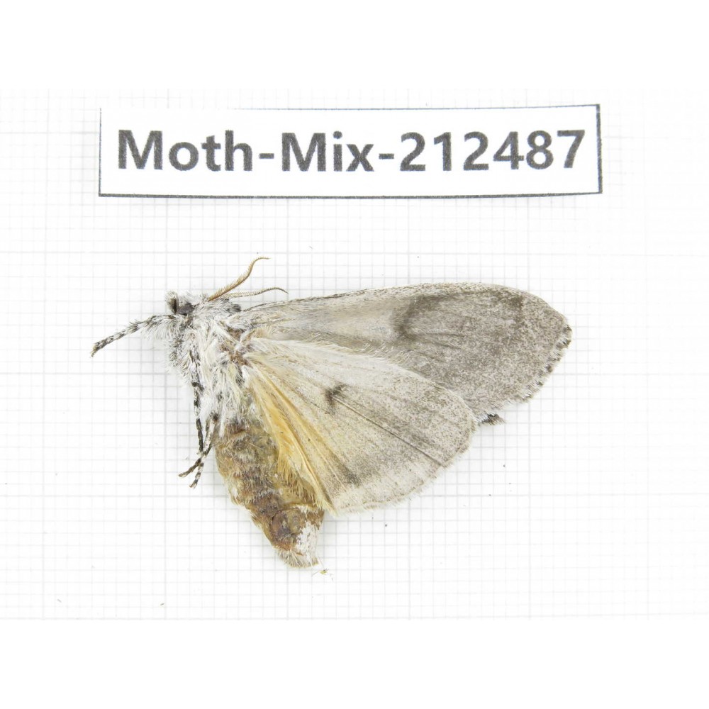 Moths sp. China, Tibet, Linzhi, Bomi county. 1Pcs. Moth-Mix-212487.