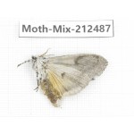 Moths sp. China, Tibet, Linzhi, Bomi county. 1Pcs. Moth-Mix-212487.