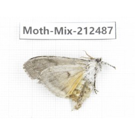 Moths sp. China, Tibet, Linzhi, Bomi county. 1Pcs. Moth-Mix-212487.