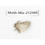 Moths sp. China, Tibet, Linzhi, Bomi county. 1Pcs. Moth-Mix-212488.