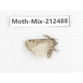 Moths sp. China, Tibet, Linzhi, Bomi county. 1Pcs. Moth-Mix-212488.