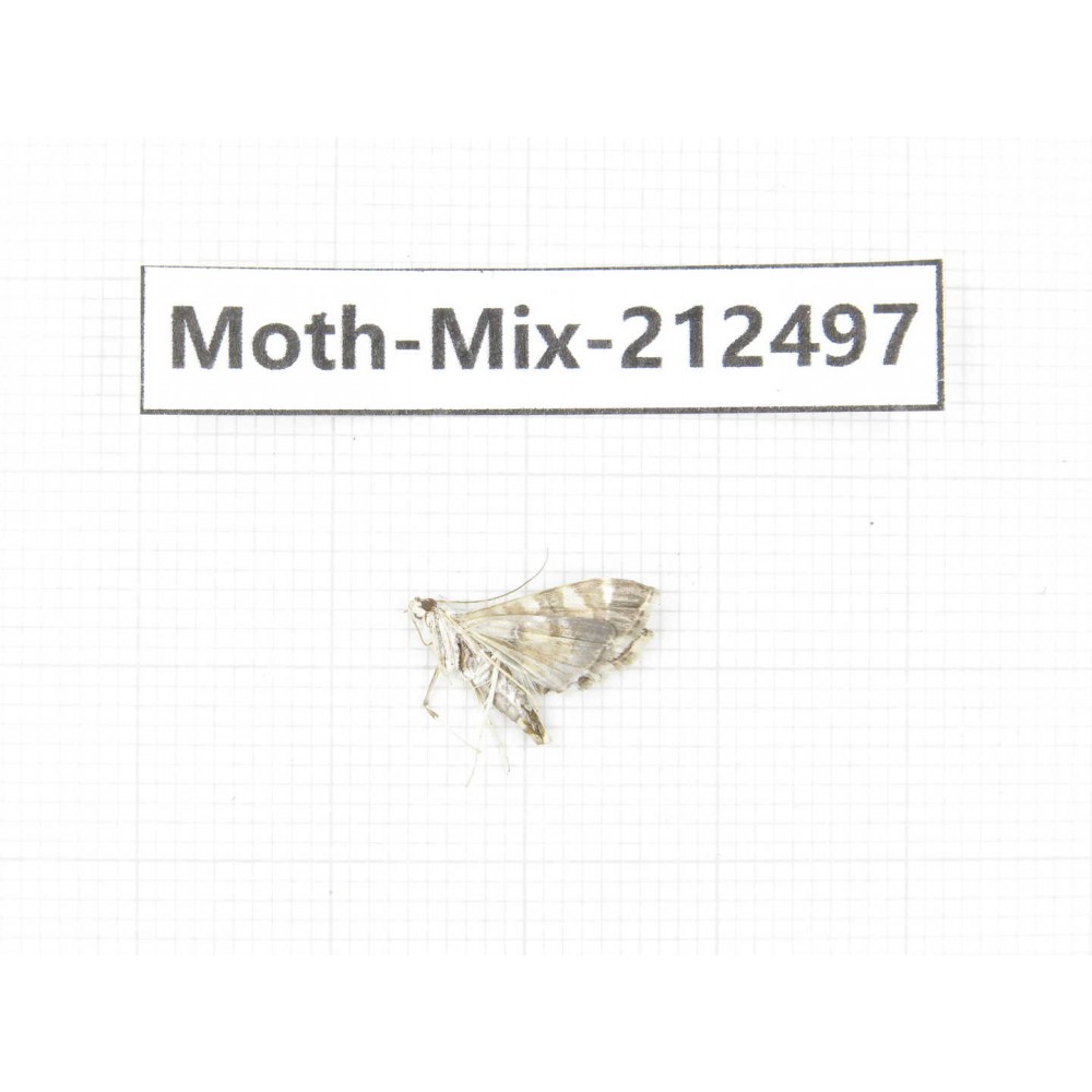 Moths sp. China, Tibet, Linzhi, Bomi county. 1Pcs. Moth-Mix-212497.