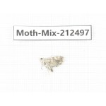 Moths sp. China, Tibet, Linzhi, Bomi county. 1Pcs. Moth-Mix-212497.
