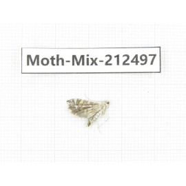 Moths sp. China, Tibet, Linzhi, Bomi county. 1Pcs. Moth-Mix-212497.
