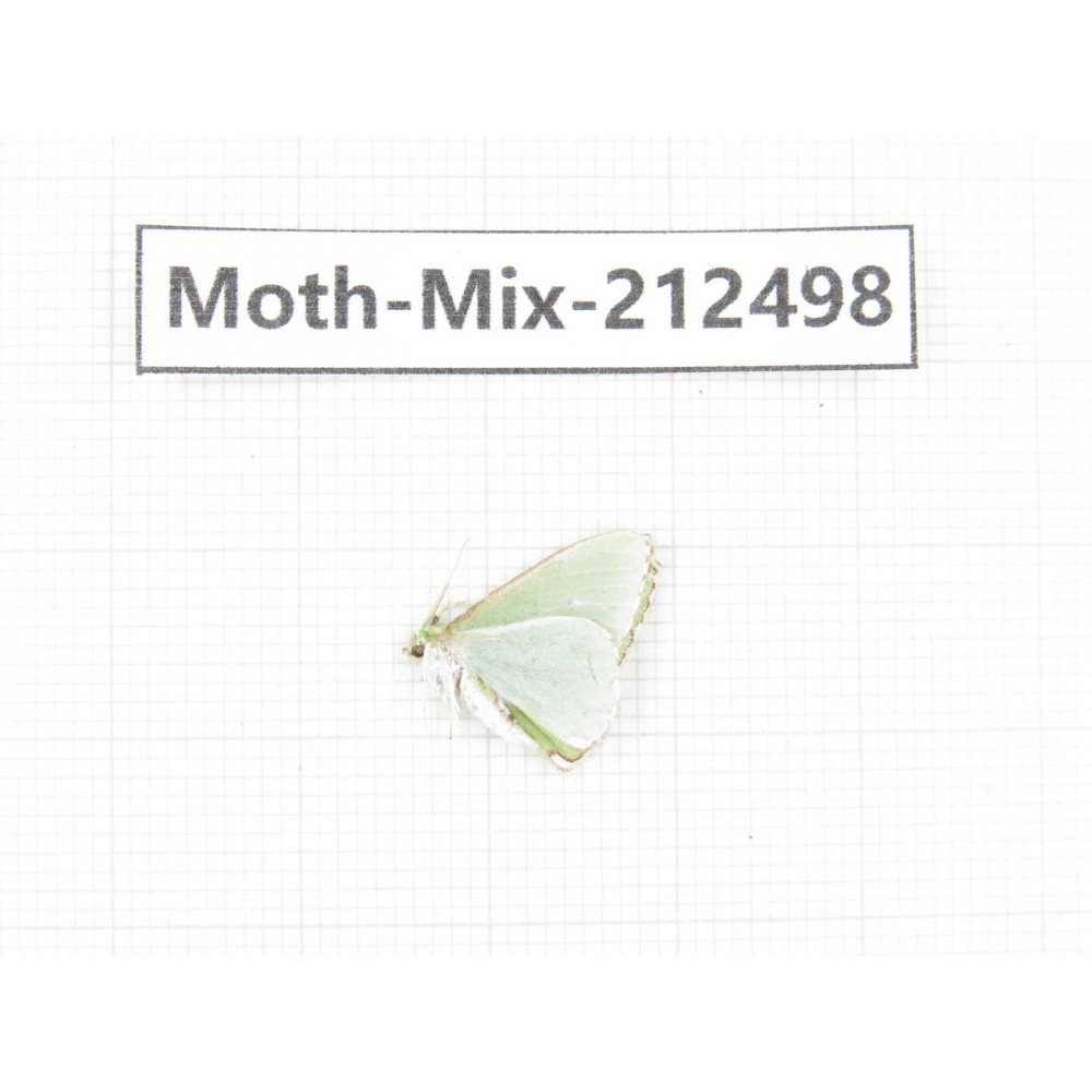 Moths sp. China, Tibet, Linzhi, Bomi county. 1Pcs. Moth-Mix-212498.