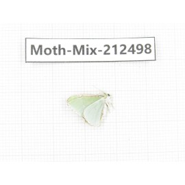 Moths sp. China, Tibet, Linzhi, Bomi county. 1Pcs. Moth-Mix-212498.