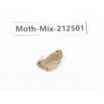 Moths sp. China, Tibet, Linzhi, Bomi county. 1Pcs. Moth-Mix-212501.
