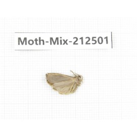 Moths sp. China, Tibet, Linzhi, Bomi county. 1Pcs. Moth-Mix-212501.