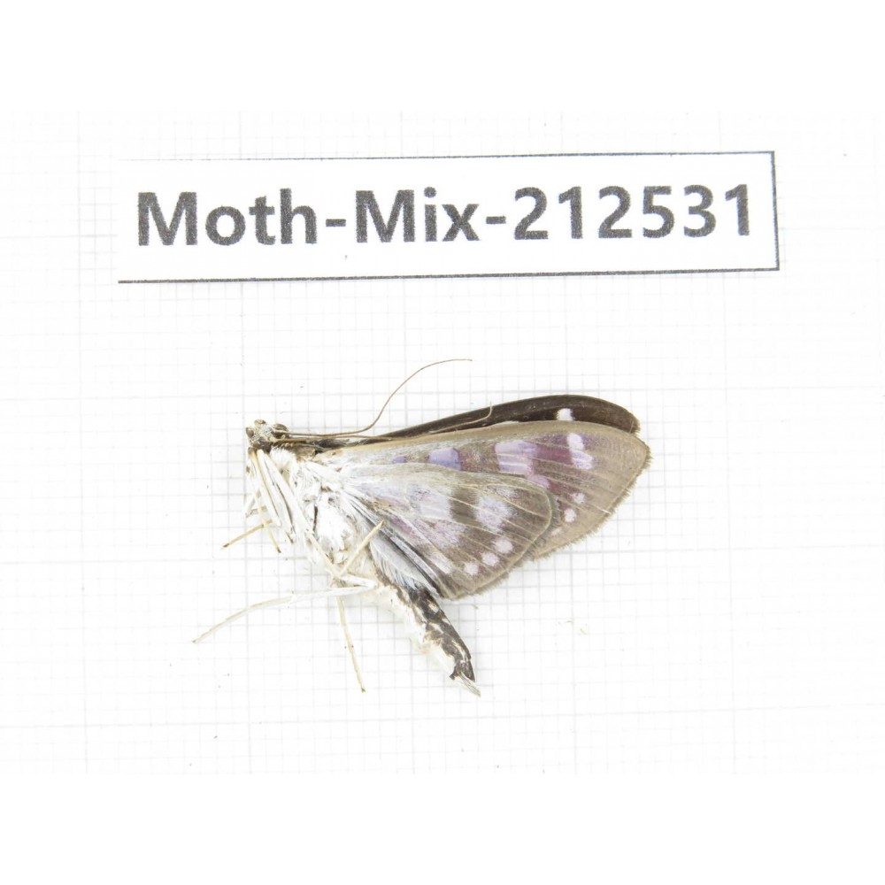 Moths sp. China, Tibet, Linzhi, Bomi county. 1Pcs. Moth-Mix-212531.