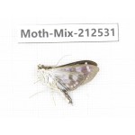 Moths sp. China, Tibet, Linzhi, Bomi county. 1Pcs. Moth-Mix-212531.