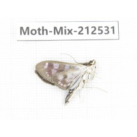 Moths sp. China, Tibet, Linzhi, Bomi county. 1Pcs. Moth-Mix-212531.