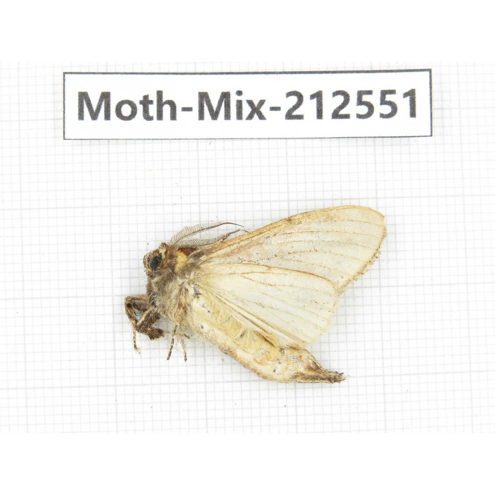 Moths sp. China, Tibet, Linzhi, Bomi county. 1Pcs. Moth-Mix-212551.
