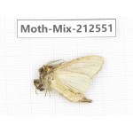 Moths sp. China, Tibet, Linzhi, Bomi county. 1Pcs. Moth-Mix-212551.