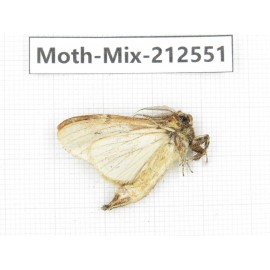Moths sp. China, Tibet, Linzhi, Bomi county. 1Pcs. Moth-Mix-212551.