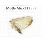 Moths sp. China, Tibet, Linzhi, Bomi county. 1Pcs. Moth-Mix-212552.