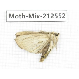 Moths sp. China, Tibet, Linzhi, Bomi county. 1Pcs. Moth-Mix-212552.