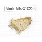 Moths sp. China, Tibet, Linzhi, Bomi county. 1Pcs. Moth-Mix-212553.