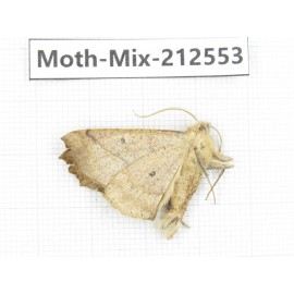 Moths sp. China, Tibet, Linzhi, Bomi county. 1Pcs. Moth-Mix-212553.