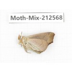 Moths sp. China, Tibet, Linzhi, Bomi county. 1Pcs. Moth-Mix-212568.