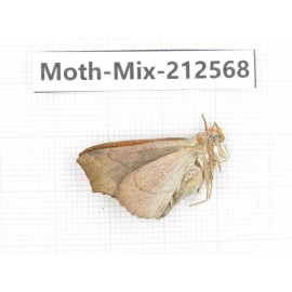 Moths sp. China, Tibet, Linzhi, Bomi county. 1Pcs. Moth-Mix-212568.