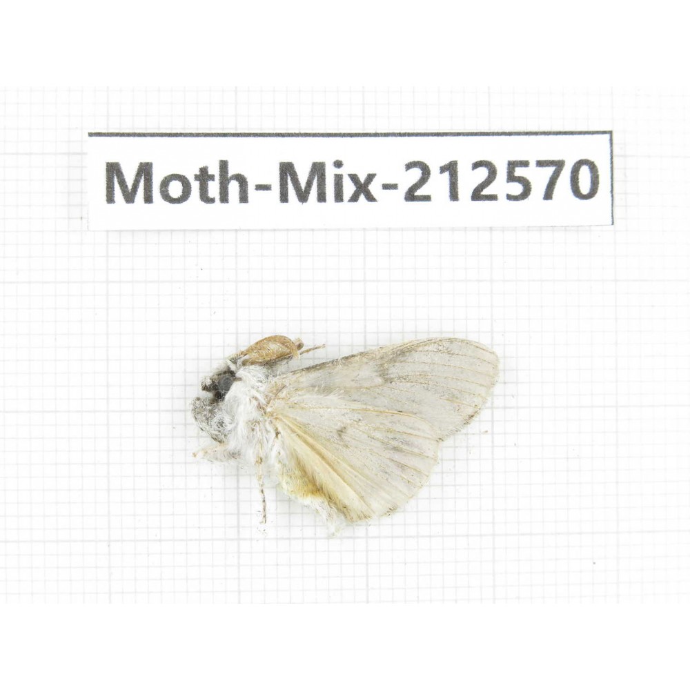 Moths sp. China, Tibet, Linzhi, Bomi county. 1Pcs. Moth-Mix-212570.