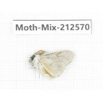 Moths sp. China, Tibet, Linzhi, Bomi county. 1Pcs. Moth-Mix-212570.