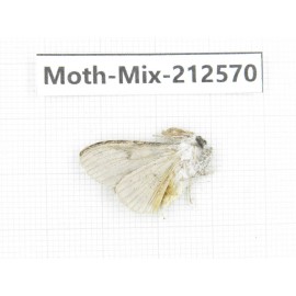 Moths sp. China, Tibet, Linzhi, Bomi county. 1Pcs. Moth-Mix-212570.
