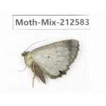 Moths sp. China, Tibet, Linzhi, Bomi county. 1Pcs. Moth-Mix-212583.