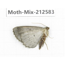Moths sp. China, Tibet, Linzhi, Bomi county. 1Pcs. Moth-Mix-212583.