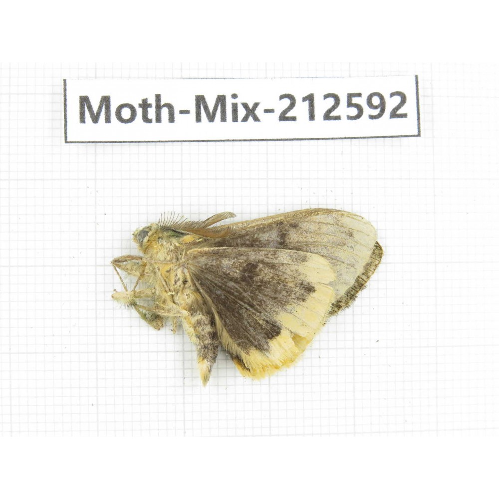 Moths sp. China, Tibet, Linzhi, Bomi county. 1Pcs. Moth-Mix-212592.