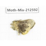 Moths sp. China, Tibet, Linzhi, Bomi county. 1Pcs. Moth-Mix-212592.