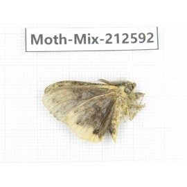 Moths sp. China, Tibet, Linzhi, Bomi county. 1Pcs. Moth-Mix-212592.