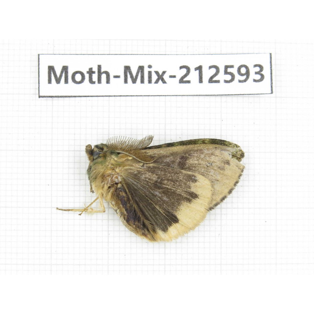 Moths sp. China, Tibet, Linzhi, Bomi county. 1Pcs. Moth-Mix-212593.