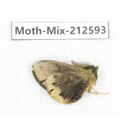 Moths sp. China, Tibet, Linzhi, Bomi county. 1Pcs. Moth-Mix-212593.