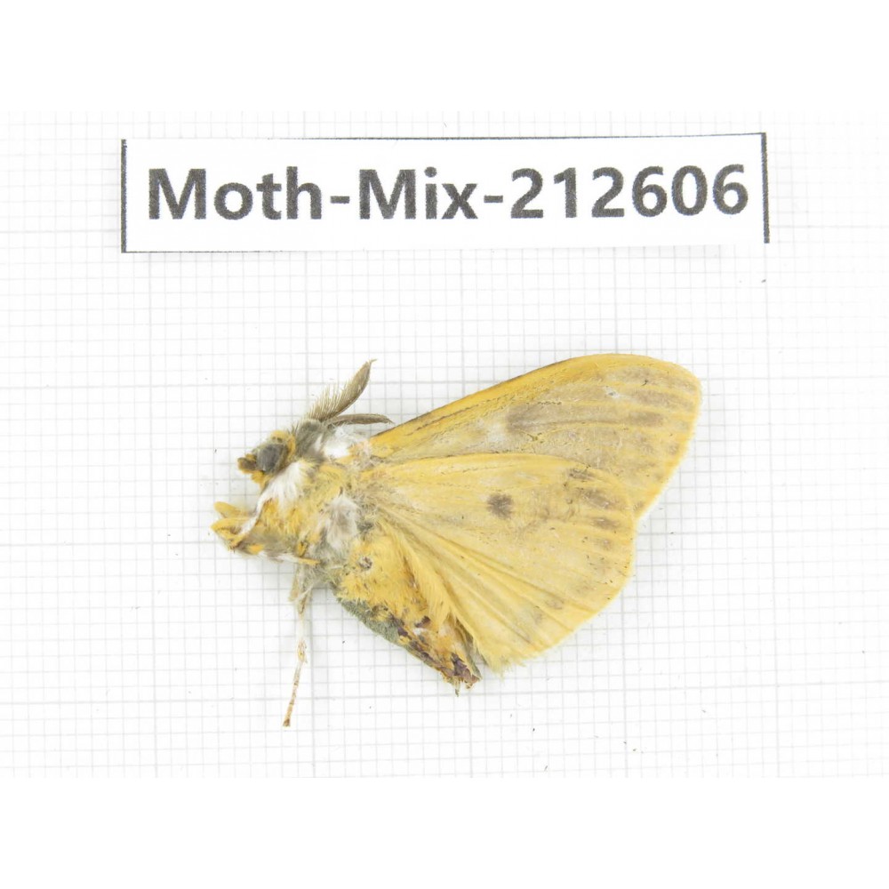 Moths sp. China, Tibet, Linzhi, Bomi county. 1Pcs. Moth-Mix-212606.