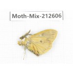 Moths sp. China, Tibet, Linzhi, Bomi county. 1Pcs. Moth-Mix-212606.