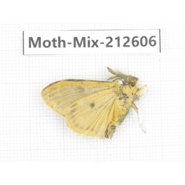 Moths sp. China, Tibet, Linzhi, Bomi county. 1Pcs. Moth-Mix-212606.