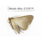Moths sp. China, Tibet, Linzhi, Bomi county. 1Pcs. Moth-Mix-212614.
