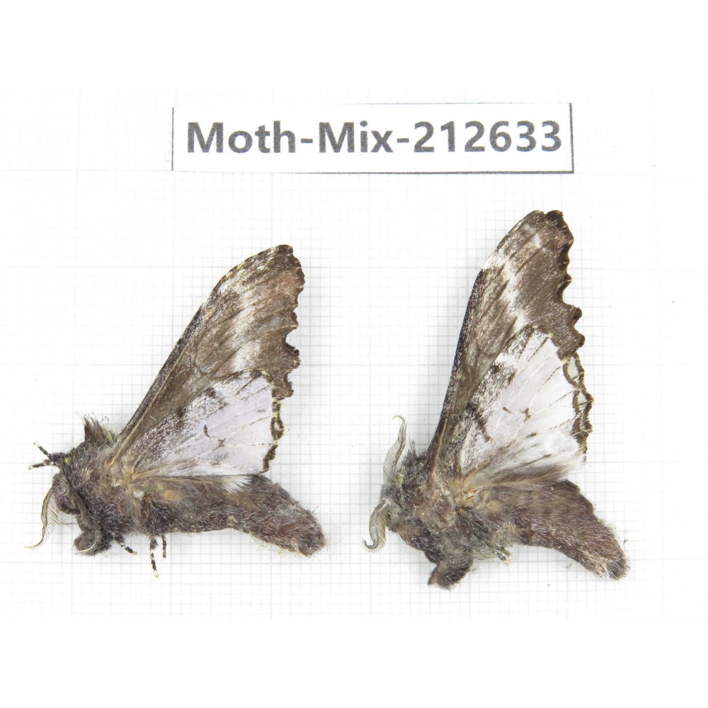 Moths sp. China, Tibet, Linzhi, Bomi county. 2Pcs. Moth-Mix-212633.