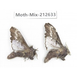 Moths sp. China, Tibet, Linzhi, Bomi county. 2Pcs. Moth-Mix-212633.