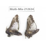 Moths sp. China, Tibet, Linzhi, Bomi county. 2Pcs. Moth-Mix-212634.
