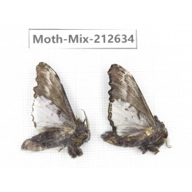 Moths sp. China, Tibet, Linzhi, Bomi county. 2Pcs. Moth-Mix-212634.