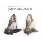 Moths sp. China, Tibet, Linzhi, Bomi county. 2Pcs. Moth-Mix-212635.